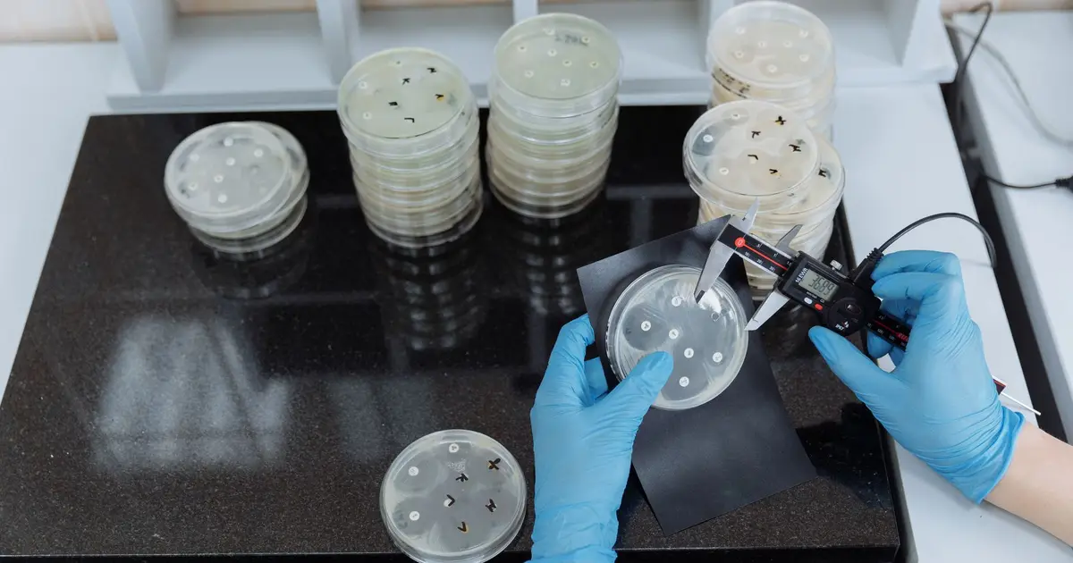 Scientist measuring bacteria growth in petri dishes under sterile lab conditions