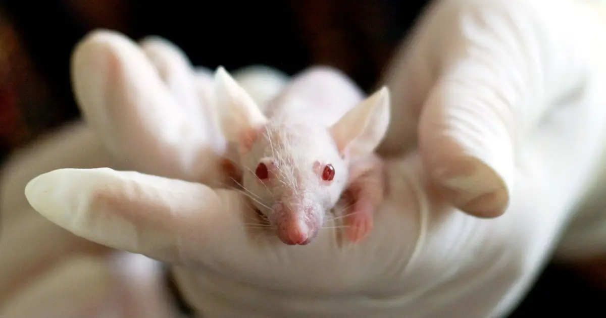 Close-up of a white mouse held by a gloved hand, symbolizing laboratory research and experimentation