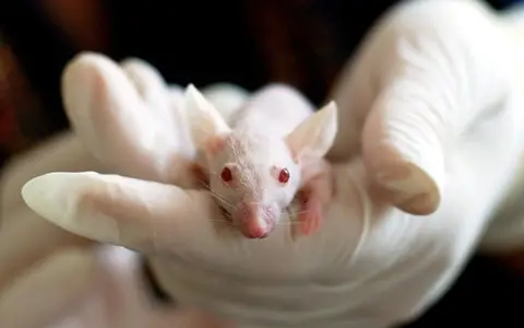 Close-up of a white mouse held by a gloved hand, symbolizing laboratory research and experimentation