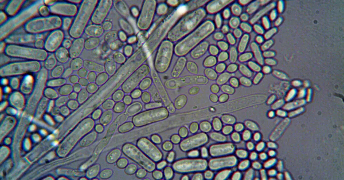 Detailed microscopic imagery of microorganisms at high magnification