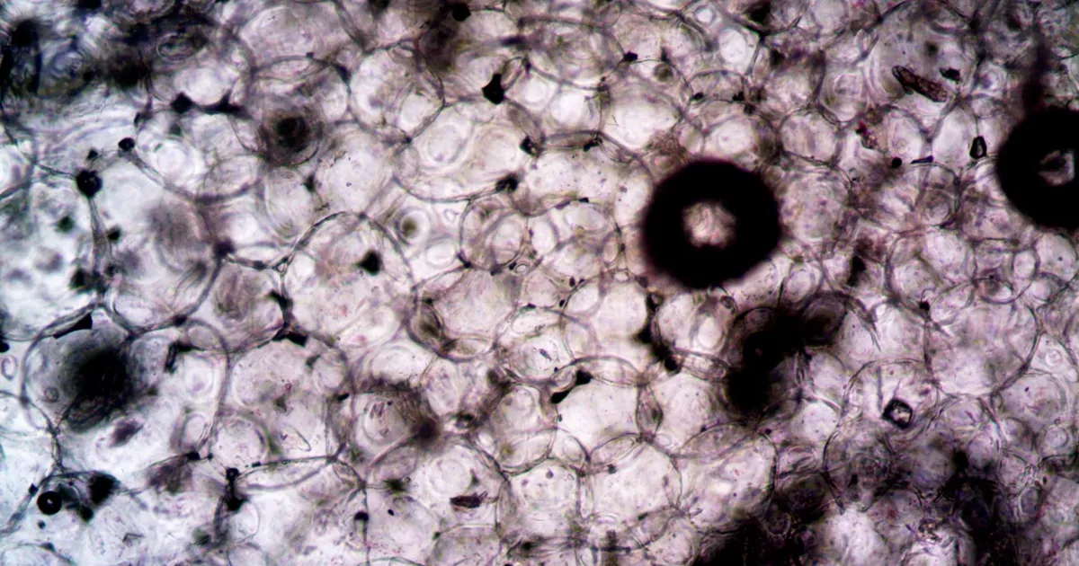 A microscopic image of cell structures