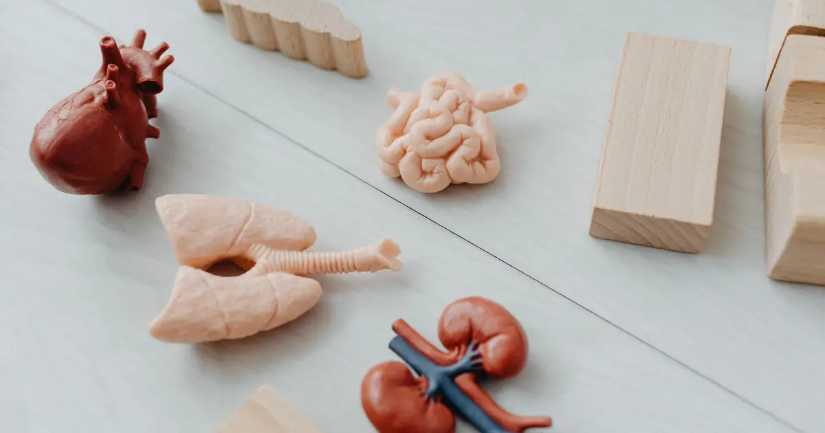 Close-up of anatomical organ models with wooden blocks, ideal for learning