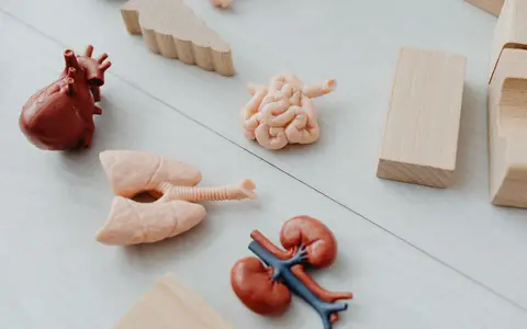 Close-up of anatomical organ models with wooden blocks, ideal for learning
