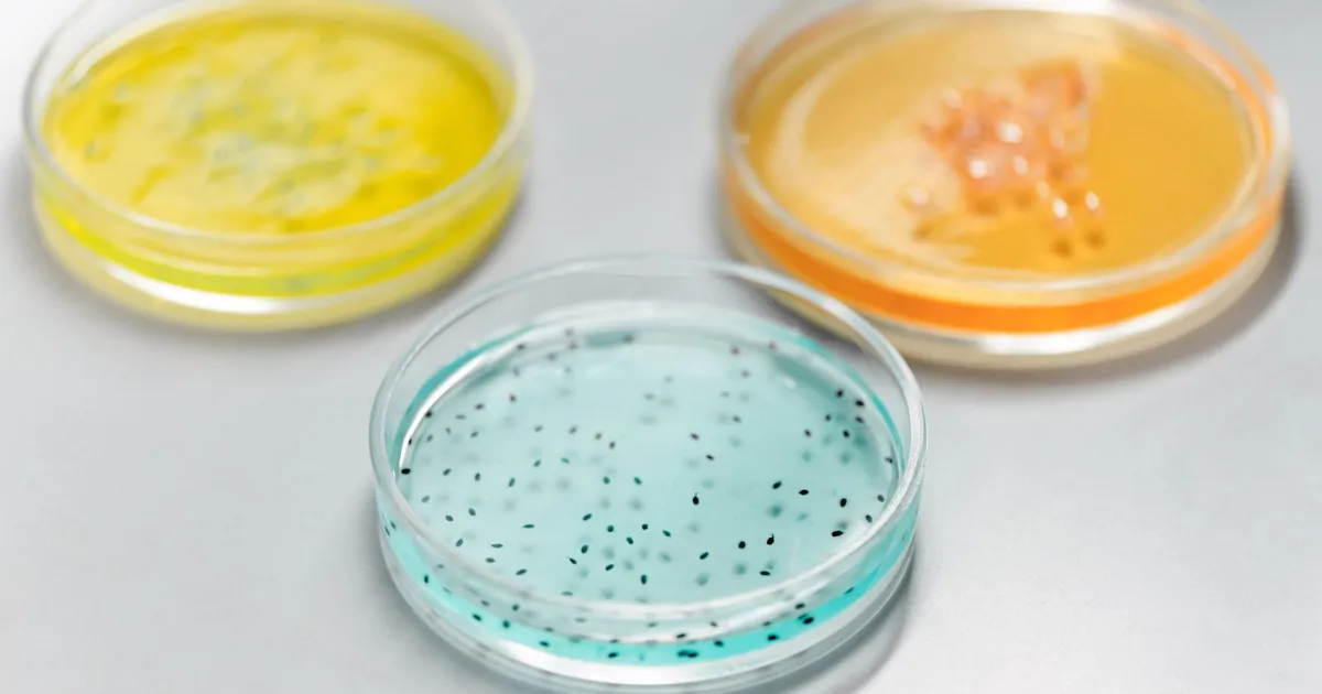 Colourful petri dishes in a laboratory