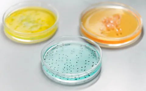 Colourful petri dishes in a laboratory