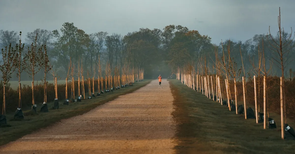 A person jogging along a foggy, tree-lined path