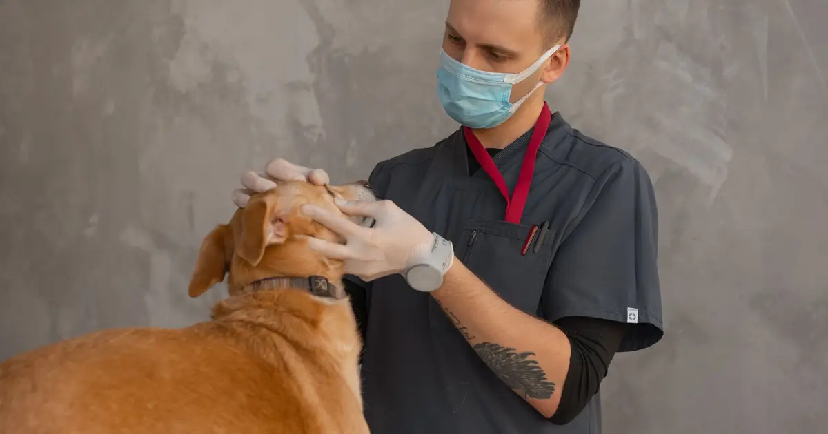 A professional veterinarian in mask examines a dog indoors during a checkup