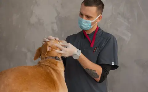 A professional veterinarian in mask examines a dog indoors during a checkup