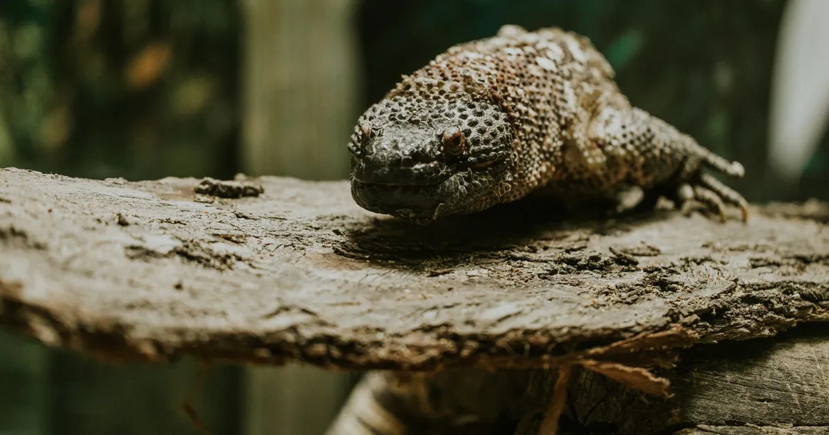 A Gila monster on a log