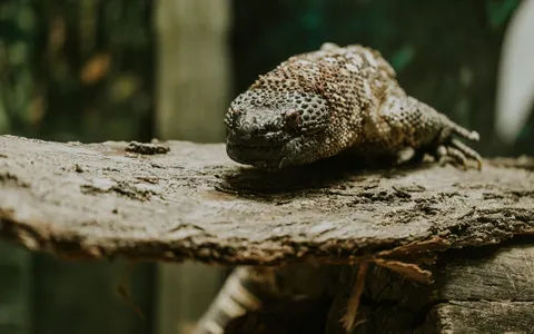 A Gila monster on a log
